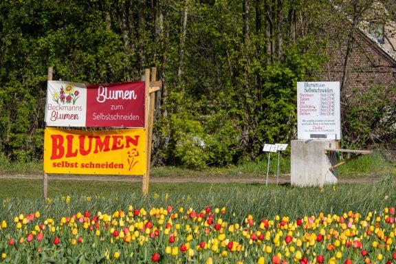 Ein Schild mit dem Text "Blumen zum Selbstschneiden" steht an einem Feld von Beckmanns Blumen.