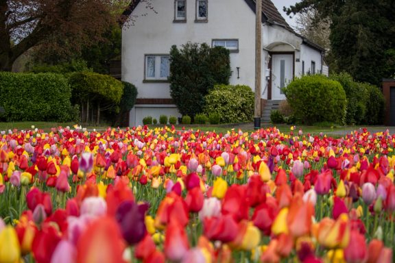 Bunte Tulpen blühen auf einem Blumenfeld von Beckmanns Blumen.
