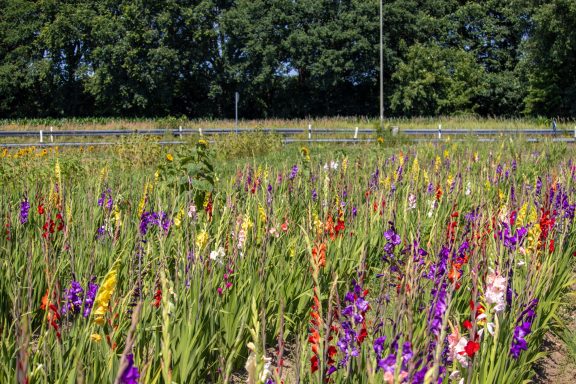 Gladiolen blühen auf einem Blumenfeld von Beckmanns Blumen.