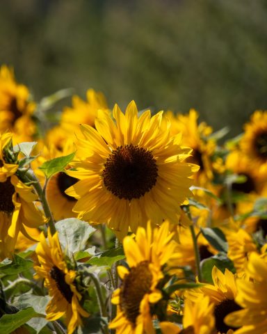 Sonnenblumen blühen auf einem Blumenfeld von Beckmanns Blumen.