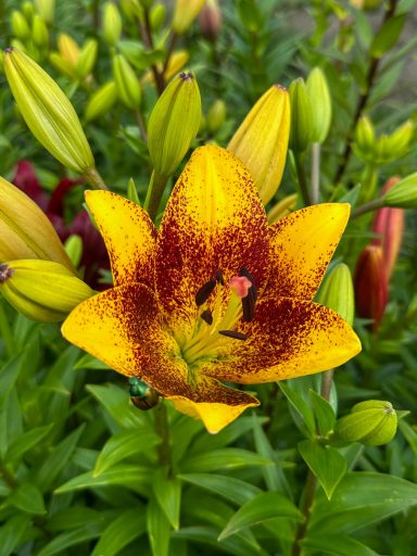 Eine gelb-rot gesprenkelte Lilie blüht auf einem Blumenfeld von Beckmanns Blumen.