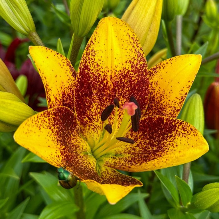 Eine gelb-rot gesprenkelte Lilie blüht auf einem Blumenfeld von Beckmanns Blumen.