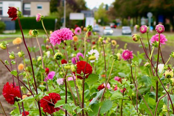 Bunte Dahlien blühen auf einem Blumenfeld von Beckmanns Blumen.