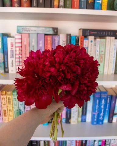 Eine Hand hält einen Strauß roter Pfingstrosen von Beckmanns Blumen vor einem Bücherregal.