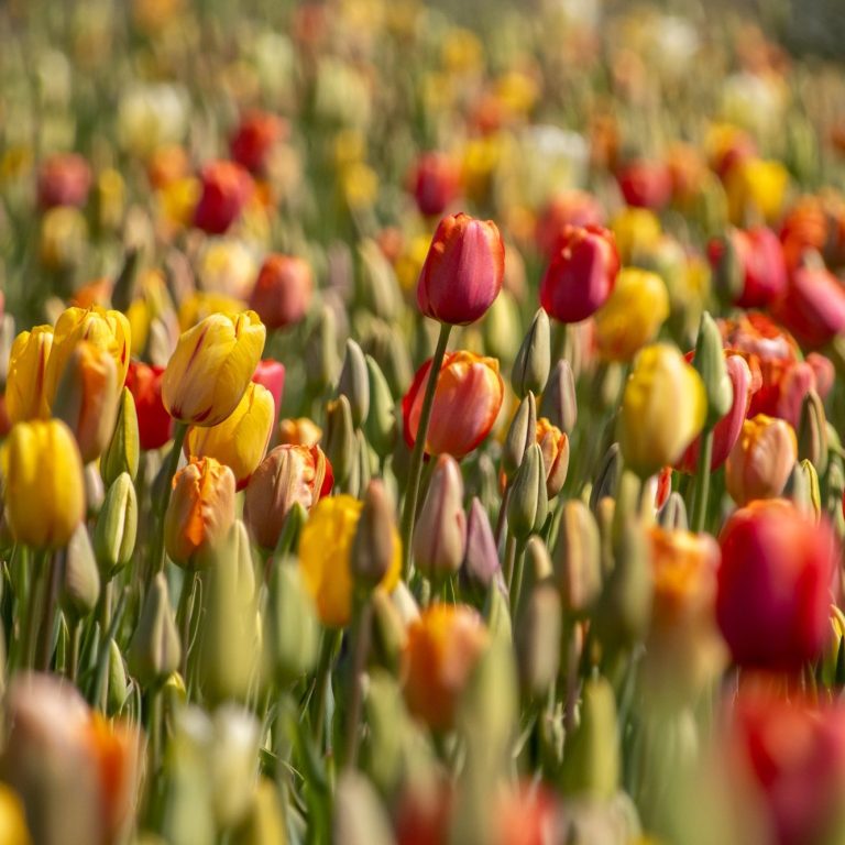 Bunte Tulpen blühen auf einem Blumenfeld von Beckmanns Blumen.