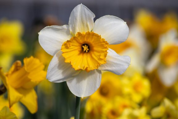 Eine weiß-gelbe Narzisse blüht auf einem Blumenfeld von Beckmanns Blumen.