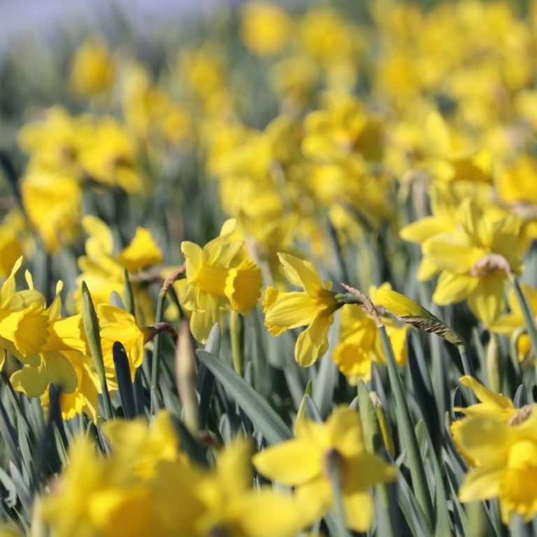 Gelbe Narzissen blühen auf einem Blumenfeld von Beckmanns Blumen.