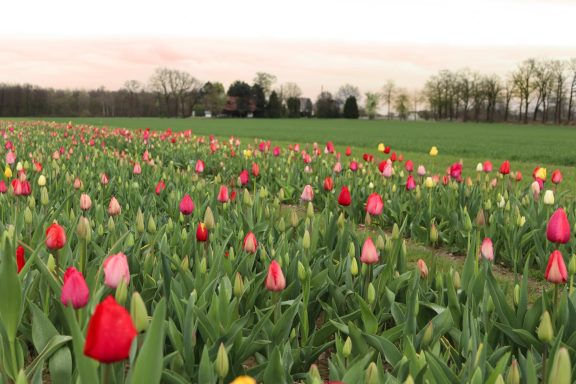 Bunte Tulpen blühen auf einem Blumenfeld von Beckmanns Blumen.