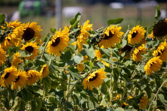 Sonnenblumen blühen auf einem Blumenfeld von Beckmanns Blumen.