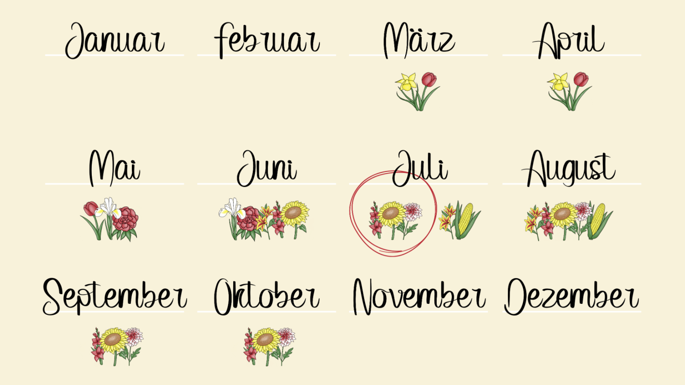 Eine Jahreskalender-Übersicht über die Blumen, die auf den Feldern von Beckmanns Blumen blühen.
