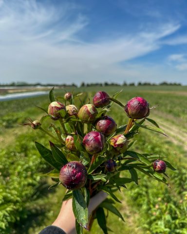 Eine Hand hält einen Strauß geschlossener Pfingstrosen auf einem Feld von Beckmanns Blumen.