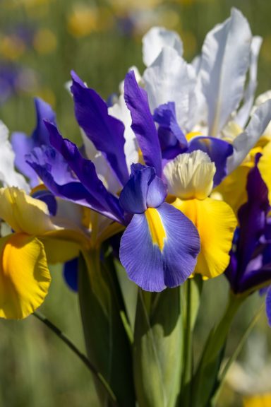 Weiße und violette Iris zu einem Blumenstrauß arrangiert auf einem Blumenfeld von Beckmanns Blumen.