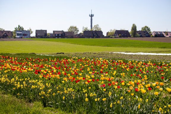 Bunte Tulpen und Narzissen blühen auf einem Blumenfeld von Beckmanns Blumen.