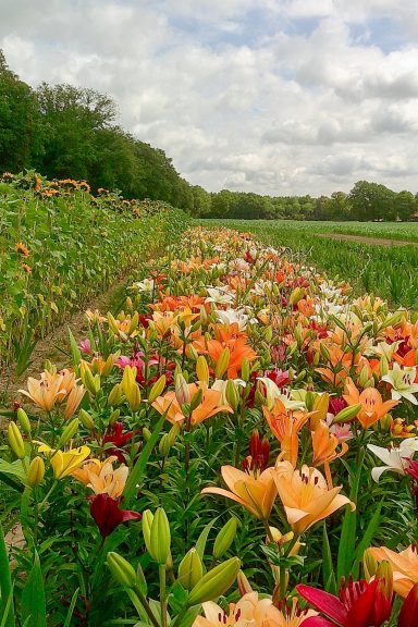 Bunte Lilien blühen auf einem Blumenfeld von Beckmanns Blumen.