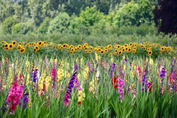 Bunte Gladiolen und Sonnenblumen blühen auf einem Blumenfeld von Beckmanns Blumen.