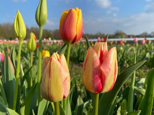 Drei mehrfarbige Tulpen blühen auf einem Blumenfeld von Beckmanns Blumen.