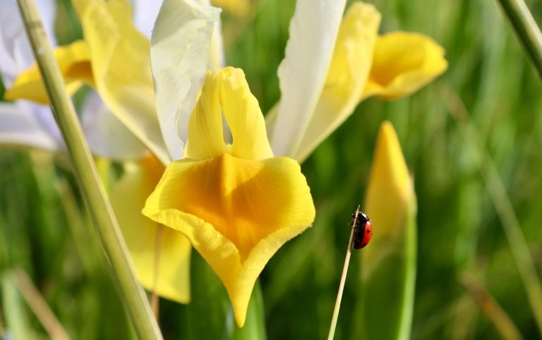 Eine weiße Iris blüht auf einem Blumenfeld von Beckmanns Blumen. An einem ihrer Blätter klettert ein Marienkäfer hinauf.
