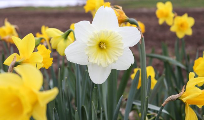 Eine weiße Narzisse blüht zwischen gelben Narzissen auf einem Blumenfeld von Beckmanns Blumen.