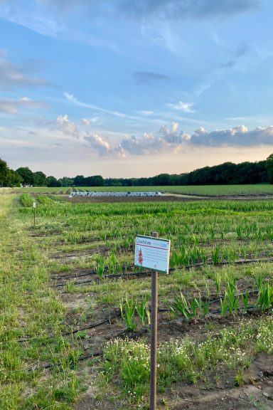 Verschiedene Blumen wachsen auf einem Feld von Beckmanns Blumen.