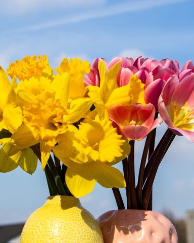Gelbe Narzissen und rosa Tulpen von Beckmanns Blumen stehen in zwei Vasen nebeneinander.