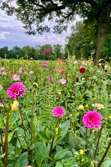 Bunte Dahlien blühen auf einem Blumenfeld von Beckmanns Blumen.