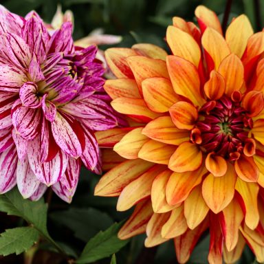 Eine pinke und orangefarbene Dahlie blühen auf einem Blumenfeld von Beckmanns Blumen.