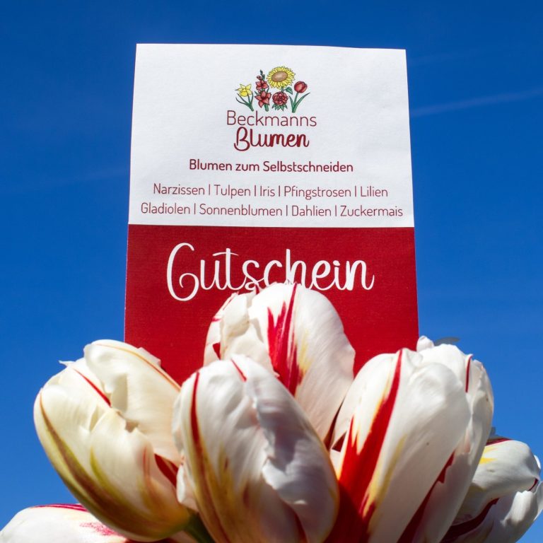 Ein Gutschein von Beckmanns Blumen steckt in einem Strauß aus rot-weißen Tulpen.