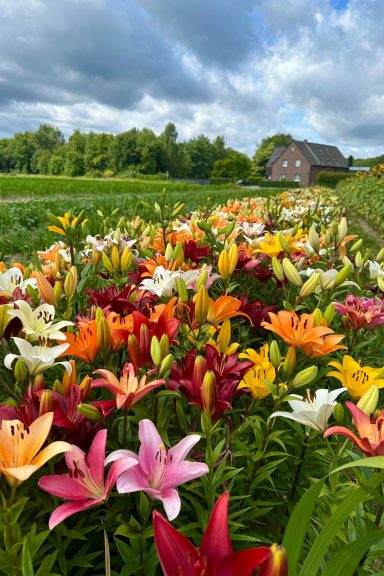Bunte Lilien blühen auf einem Blumenfeld von Beckmanns Blumen.