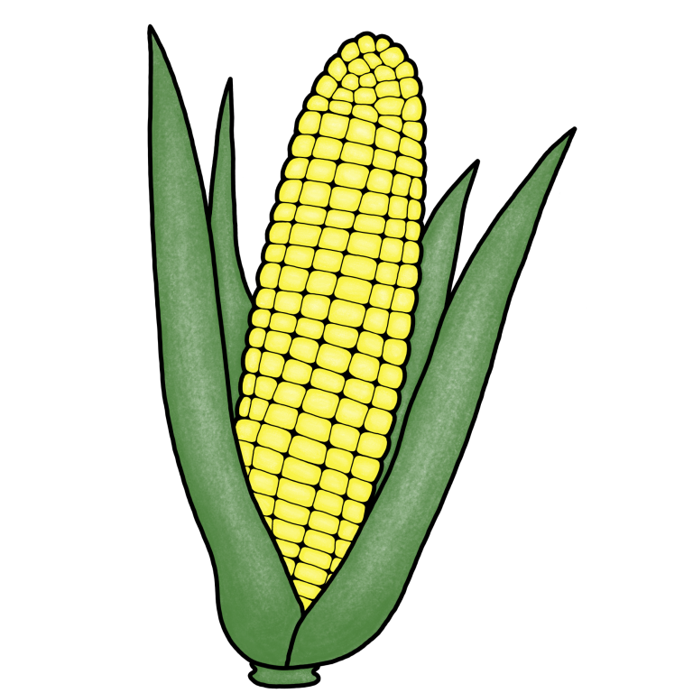 Ein gezeichneter Kolben Zuckermais.