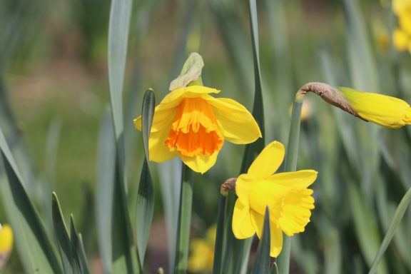 Eine orange-gelbe Narzisse blüht auf einem Blumenfeld von Beckmanns Blumen.