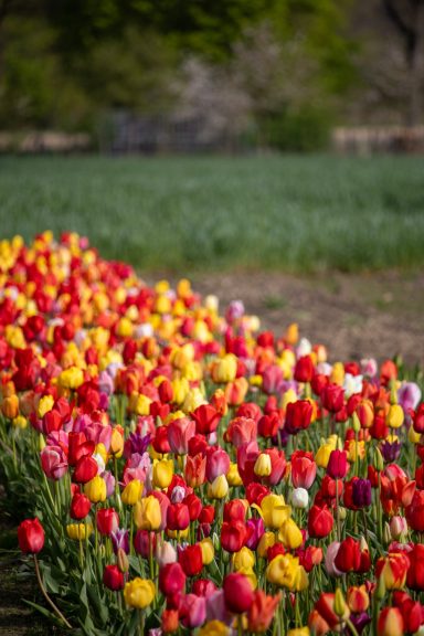 Bunte Tulpen blühen auf einem Blumenfeld von Beckmanns Blumen.