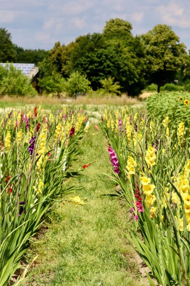 Bunte Gladiolen blühen auf einem Blumenfeld von Beckmanns Blumen.