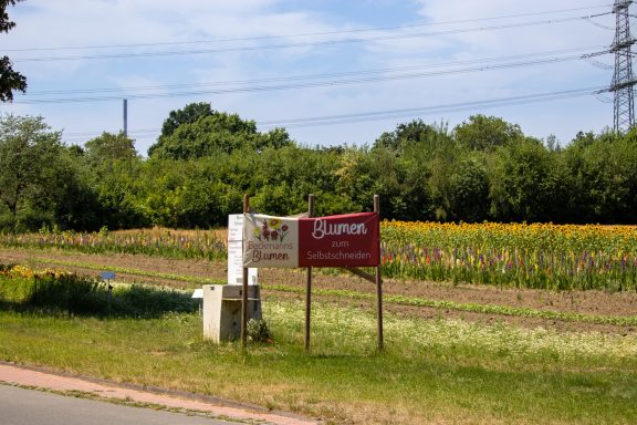 Ein Schild mit dem Text "Blumen zum Selbstschneiden" steht an einem Feld von Beckmanns Blumen.