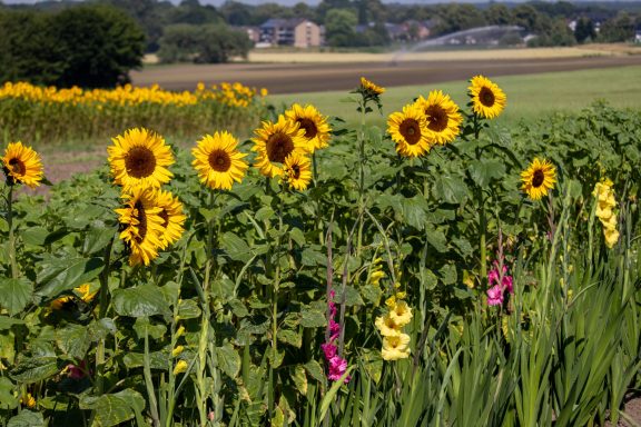 Sonnenblumen und Gladiolen blühen auf einem Blumenfeld von Beckmanns Blumen.