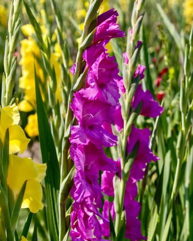 Eine pinke Gladiole blüht auf einem Blumenfeld von Beckmanns Blumen.