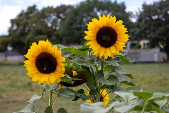 Sonnenblumen blühen auf einem Blumenfeld von Beckmanns Blumen.
