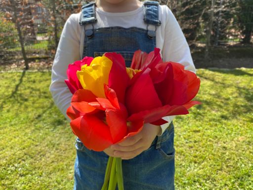 Ein Mädchen hält einen Tulpenstrauß von Beckmanns Blumen in der Hand.