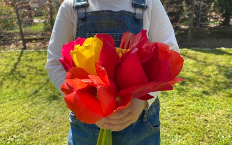 Ein Kind hält einen Strauß bunter Tulpen von Beckmanns Blumen in der Hand.