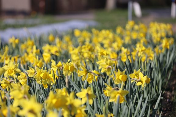 Gelbe Narzissen blühen auf einem Blumenfeld von Beckmanns Blumen.