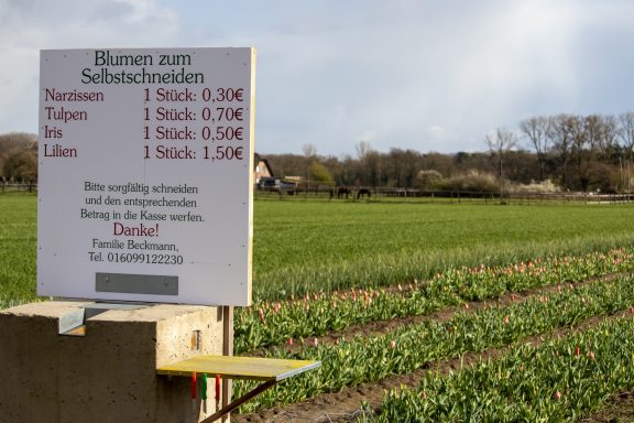Ein Schild mit Preisen für "Blumen zum Selbstschneiden" steht an einem Feld von Beckmanns Blumen.