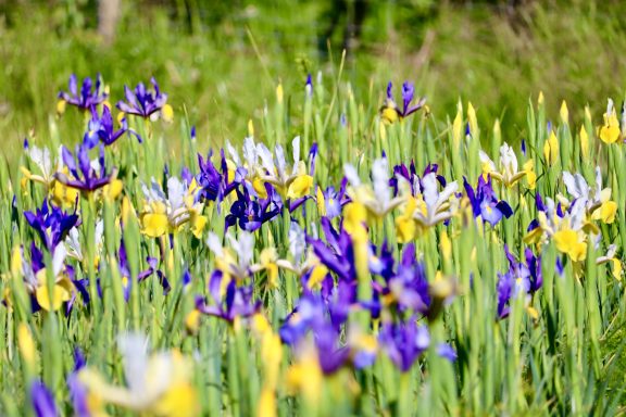 Weiße und violette Iris blühen auf einem Blumenfeld von Beckmanns Blumen.
