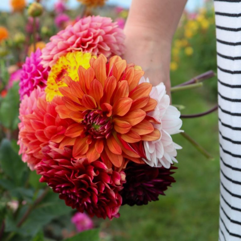 Eine Hand hält einen bunten Strauß Dahlien von Beckmanns Blumen.