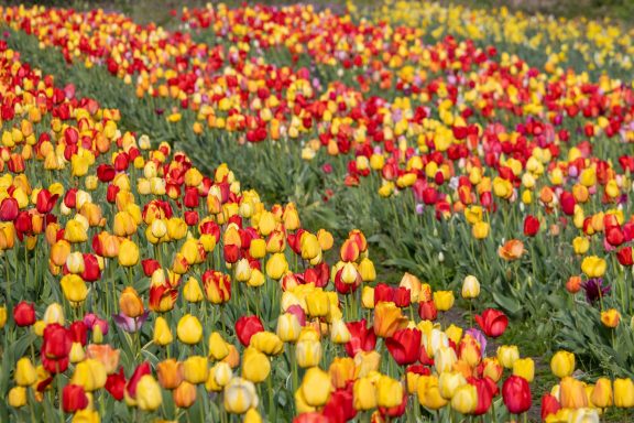 Tulpen blühen auf einem Blumenfeld von Beckmanns Blumen.