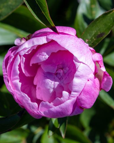 Eine pinke Pfingstrose blüht auf einem Blumenfeld von Beckmanns Blumen.