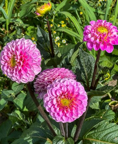 Pinke Dahlien blühen auf einem Blumenfeld von Beckmanns Blumen.