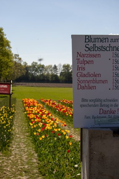 Ein Schild mit Preisen für "Blumen zum Selbstschneiden" steht an einem Feld von Beckmanns Blumen.