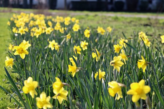 Narzissen blühen auf einem Blumenfeld von Beckmanns Blumen.