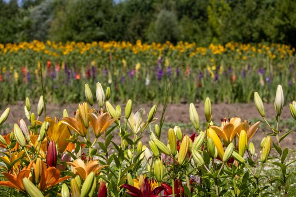 Lilien, Sonnenblumen und Gladiolen wachsen auf einem Blumenfeld von Beckmanns Blumen.