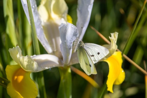 Ein Schmetterling sitzt auf einer weißen Iris auf einem Blumenfeld. Ein Schmetterling sitzt auf einer weißen Iris auf einem Blumenfeld von Beckmanns Blumen.