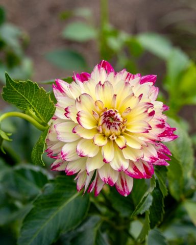Eine hellgelbe Dahlie mit pinken Blütenspitzen blüht auf einem Blumenfeld von Beckmanns Blumen.